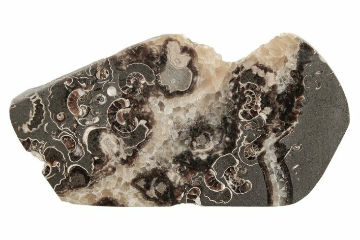 Polished Ammonite (Promicroceras) Section - Somerset, England #211356